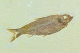 Two Fossil Fish (Knightia) - Green River Formation, Wyoming #122764-2